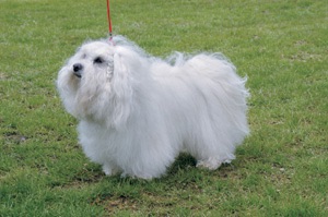 可愛い犬の画像下さい