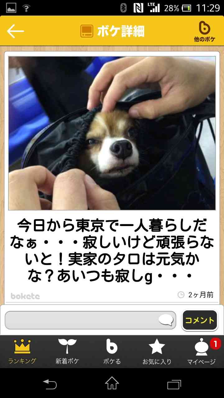 可愛い犬の画像下さい