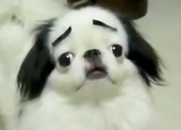 可愛い犬の画像下さい