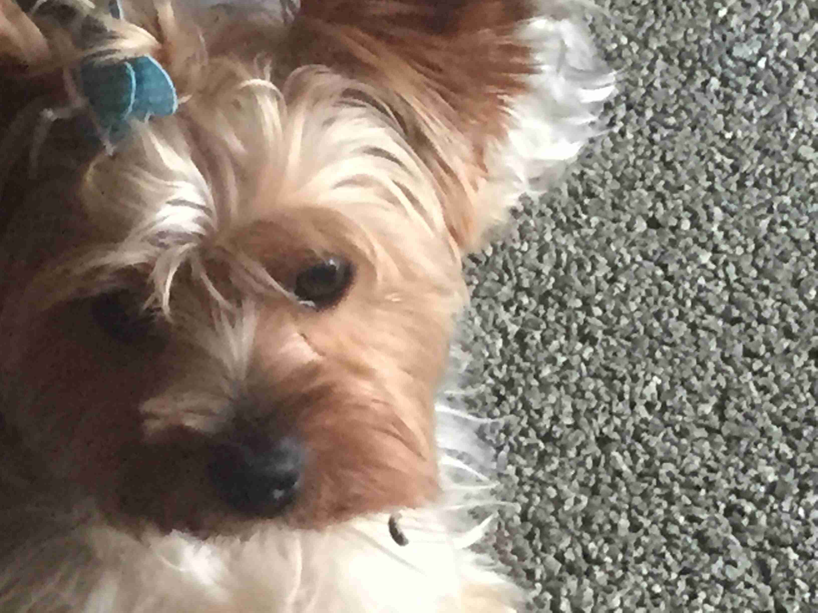 可愛い犬の画像下さい
