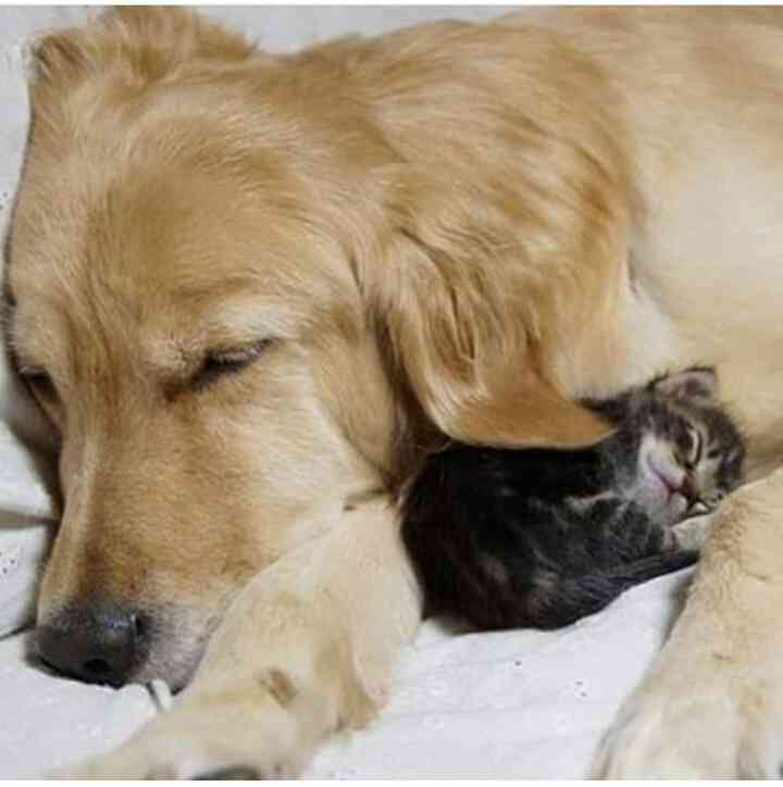 可愛い犬の画像下さい