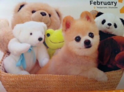 可愛い犬の画像下さい