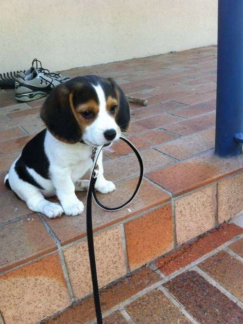 可愛い犬の画像下さい