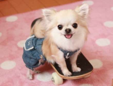 可愛い犬の画像下さい