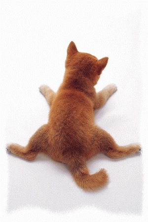 可愛い犬の画像下さい