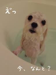 可愛い犬の画像下さい