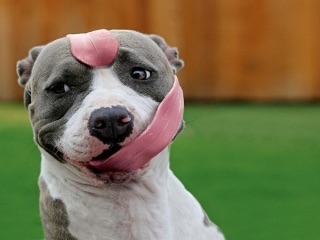 可愛い犬の画像下さい