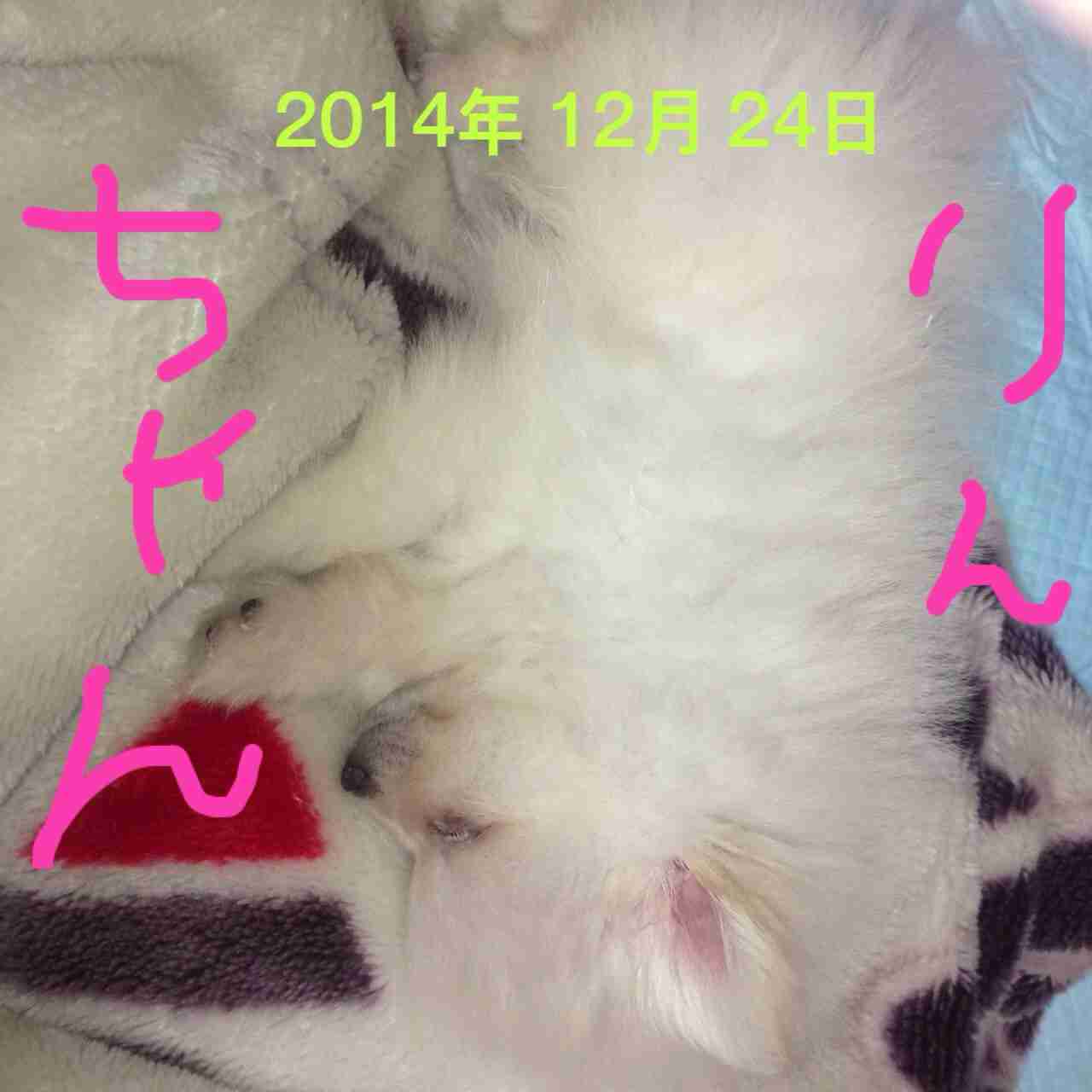 可愛い犬の画像下さい