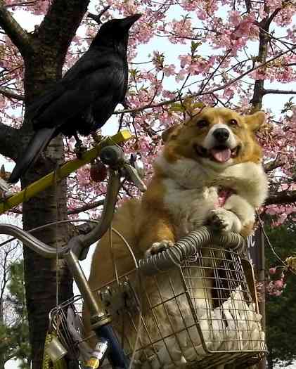 可愛い犬の画像下さい