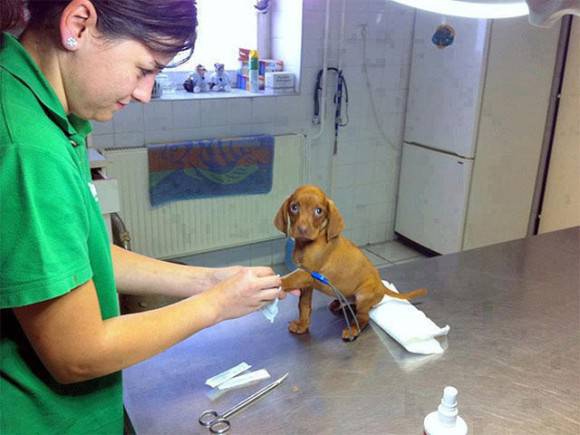 可愛い犬の画像下さい