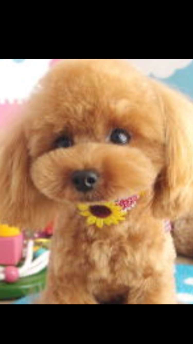 可愛い犬の画像下さい