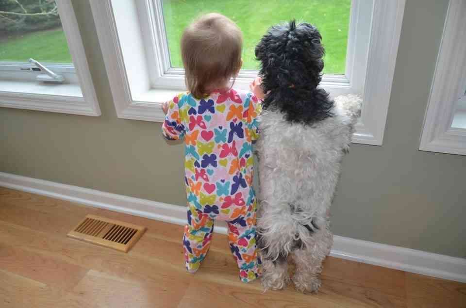 可愛い犬の画像下さい