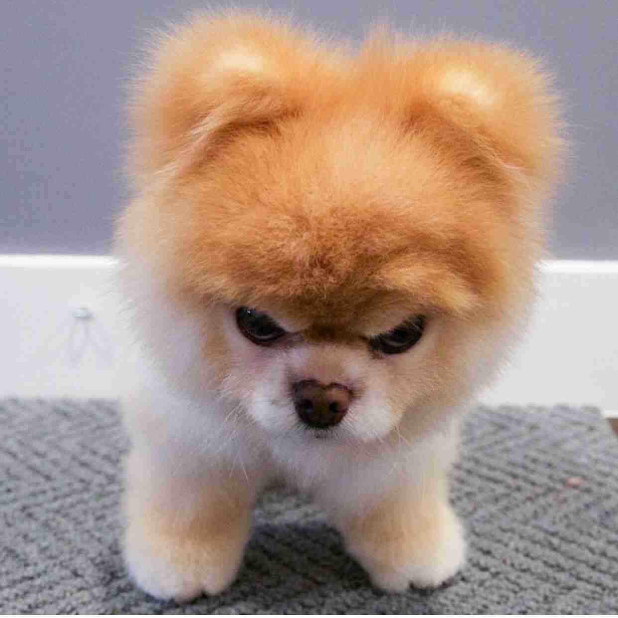 可愛い犬の画像下さい