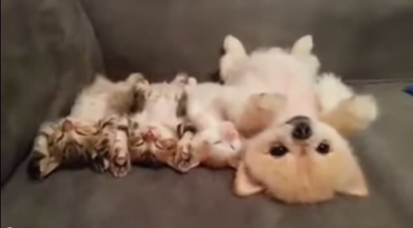 可愛い犬の画像下さい