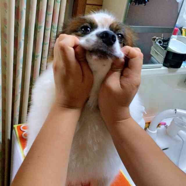 可愛い犬の画像下さい