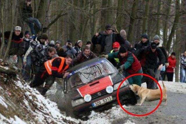 可愛い犬の画像下さい