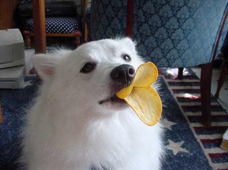 可愛い犬の画像下さい