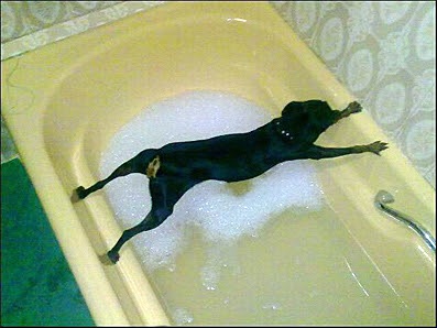 可愛い犬の画像下さい