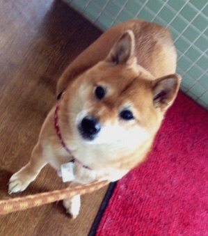 可愛い犬の画像下さい