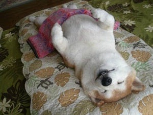 可愛い犬の画像下さい