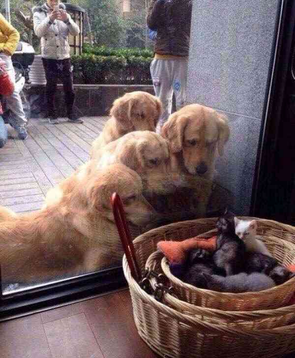 可愛い犬の画像下さい