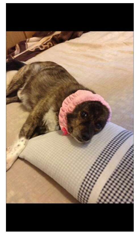 可愛い犬の画像下さい
