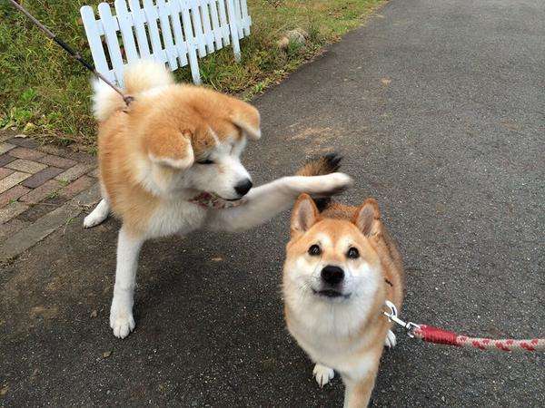 可愛い犬の画像下さい