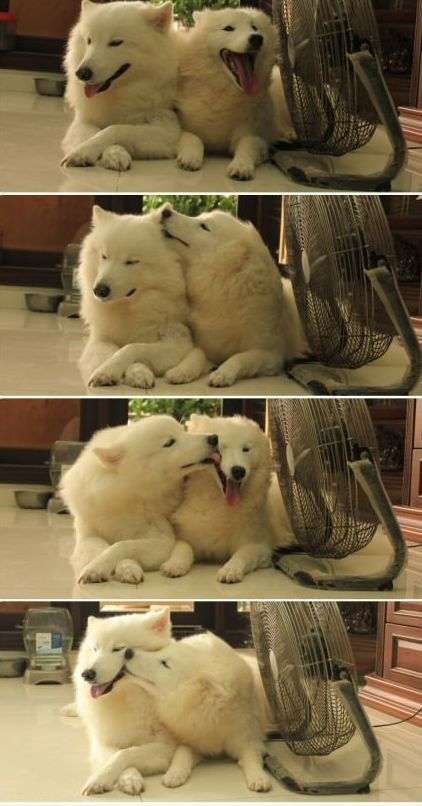 可愛い犬の画像下さい