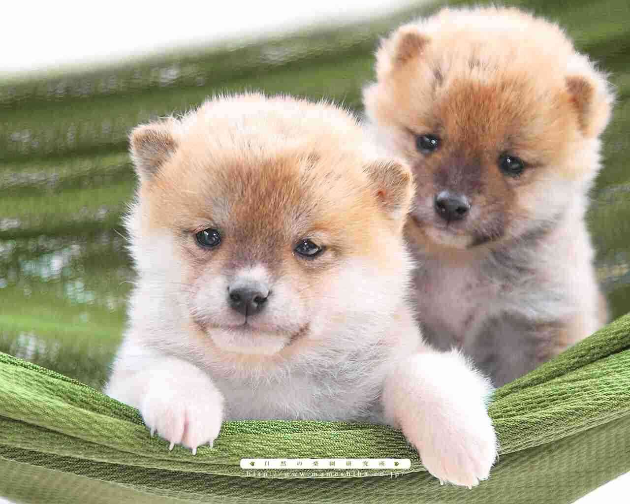 可愛い犬の画像下さい