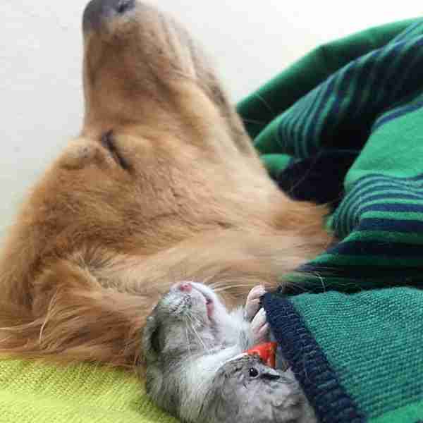 可愛い犬の画像下さい