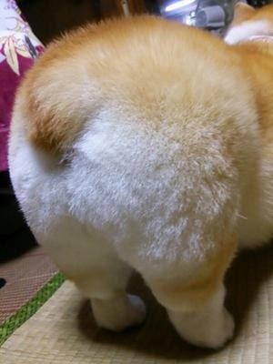 可愛い犬の画像下さい