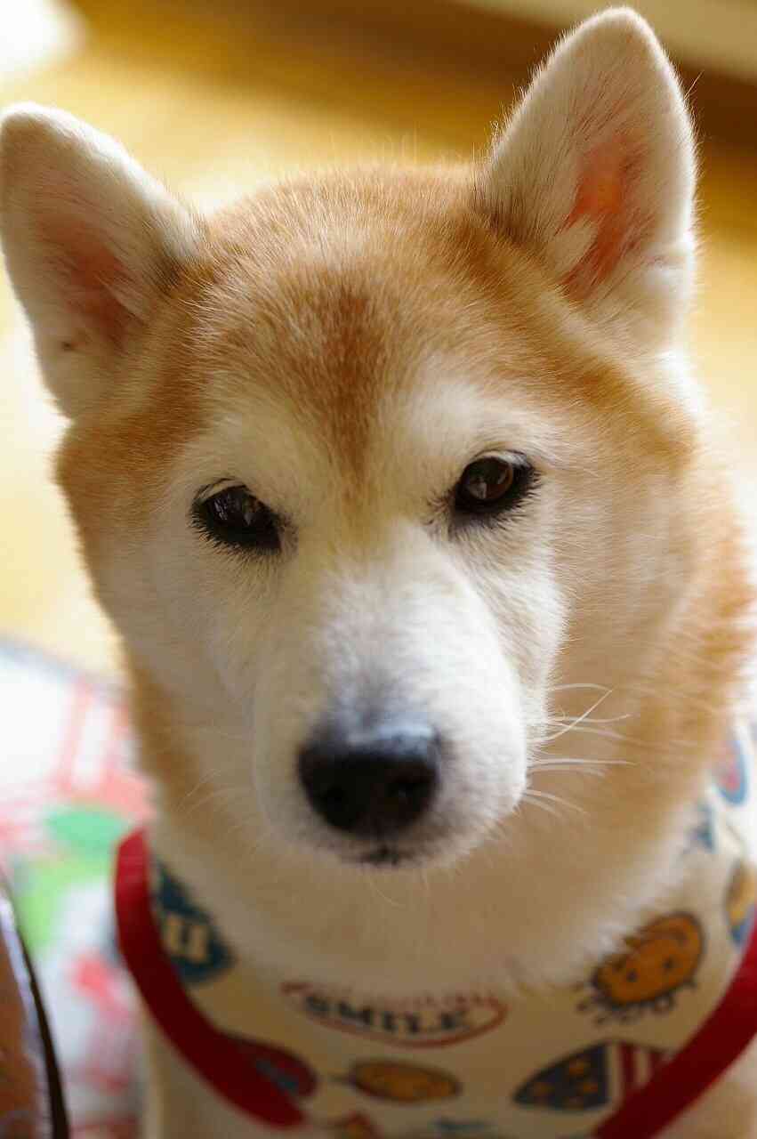 可愛い犬の画像下さい