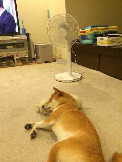 可愛い犬の画像下さい