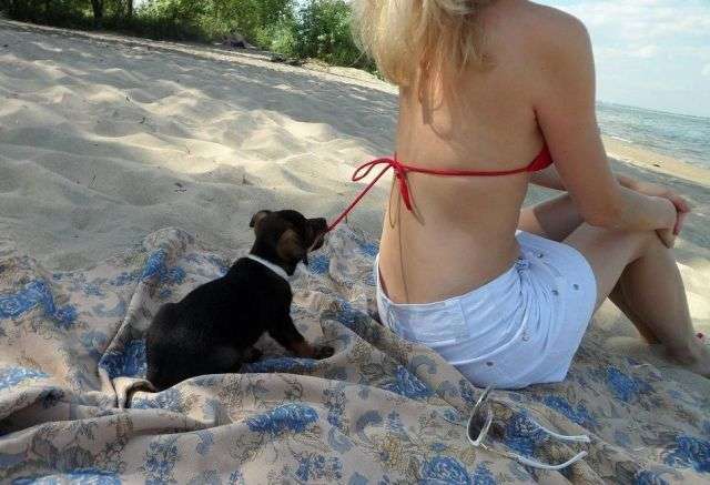 可愛い犬の画像下さい