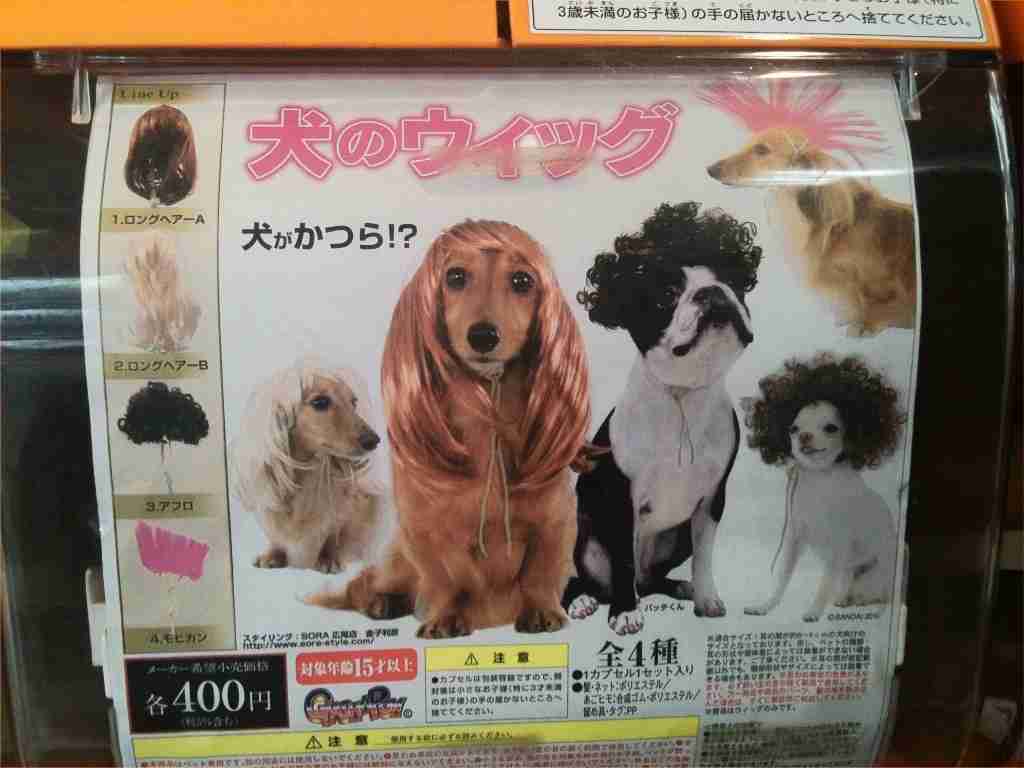 可愛い犬の画像下さい