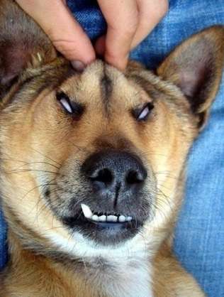 可愛い犬の画像下さい