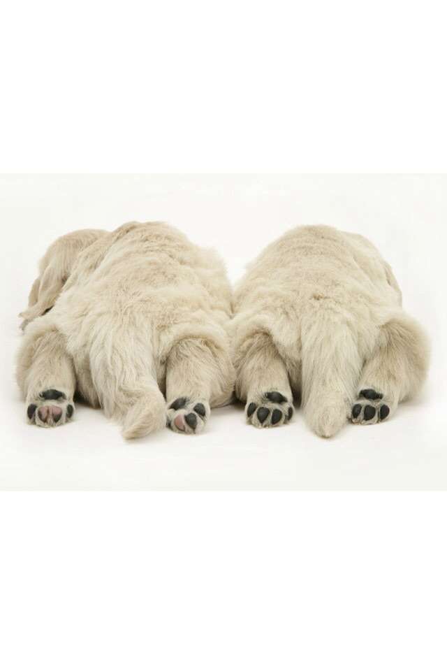 可愛い犬の画像下さい
