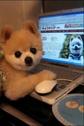 可愛い犬の画像下さい