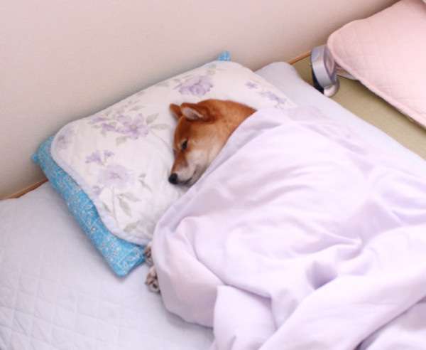 可愛い犬の画像下さい