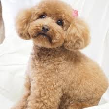可愛い犬の画像下さい