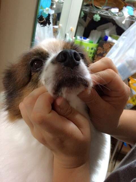可愛い犬の画像下さい