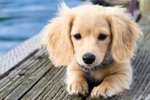 可愛い犬の画像下さい