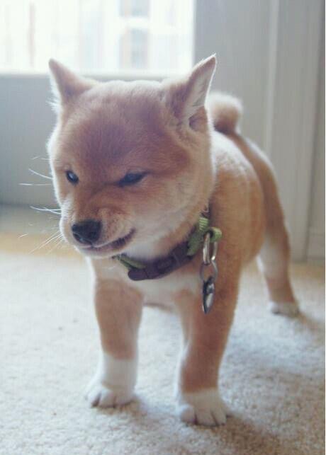 可愛い犬の画像下さい