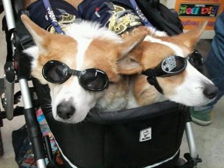可愛い犬の画像下さい