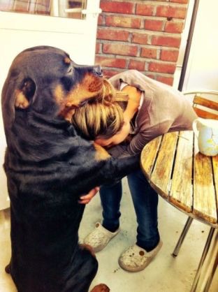 可愛い犬の画像下さい