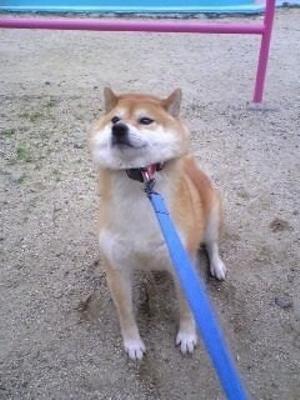 可愛い犬の画像下さい