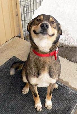 可愛い犬の画像下さい
