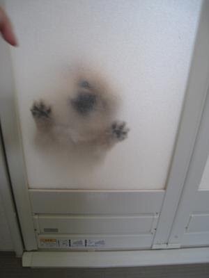 可愛い犬の画像下さい
