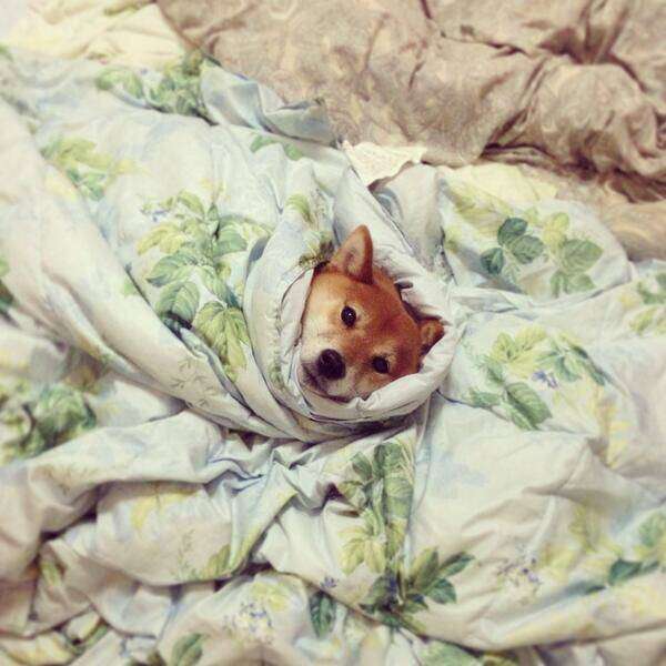 可愛い犬の画像下さい