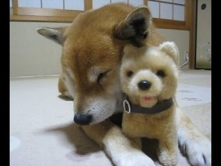 可愛い犬の画像下さい